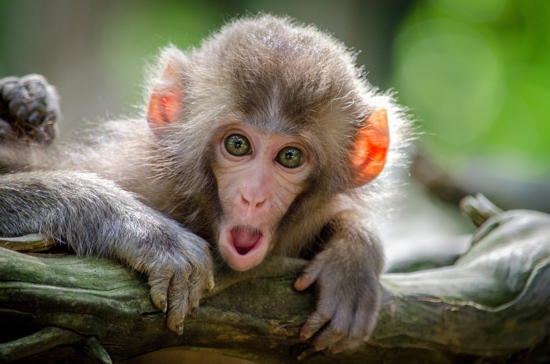 Small monkey looking directly at viewer