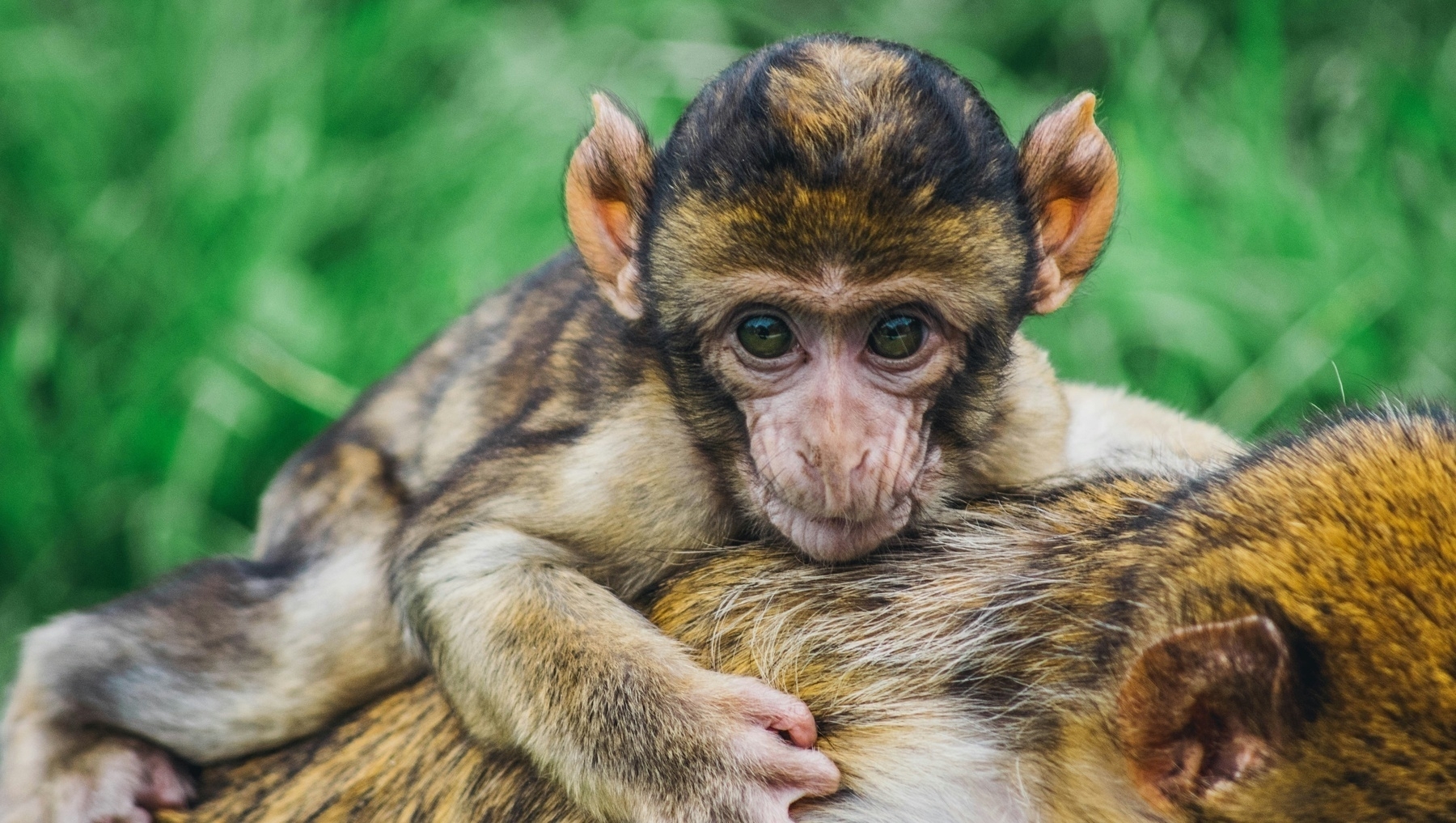 Baby monkey clinging to the back of an adult monkey